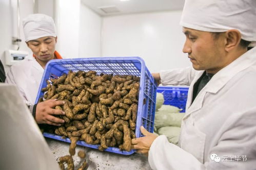 忙忙忙 畢節這些農特產品熱銷,生產場景太 火爆