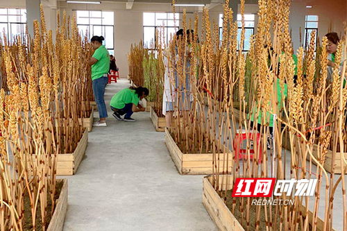 決戰(zhàn)決勝脫貧攻堅(jiān) 洪江市中藥材產(chǎn)業(yè)拓寬貧困戶 增收路