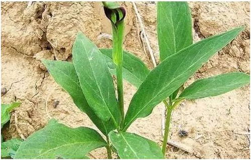 一年就可以賣錢的藥材,種植周期短風險小回報高,你知道有哪幾種